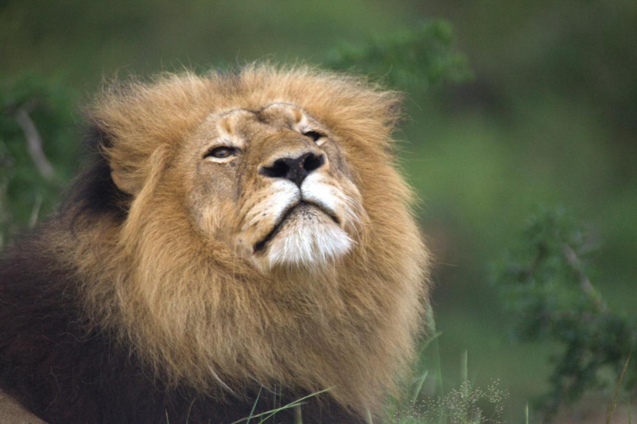 Karongwe Portfolio - Kuname Lodge Karongwe Game Reserve Εξωτερικό φωτογραφία