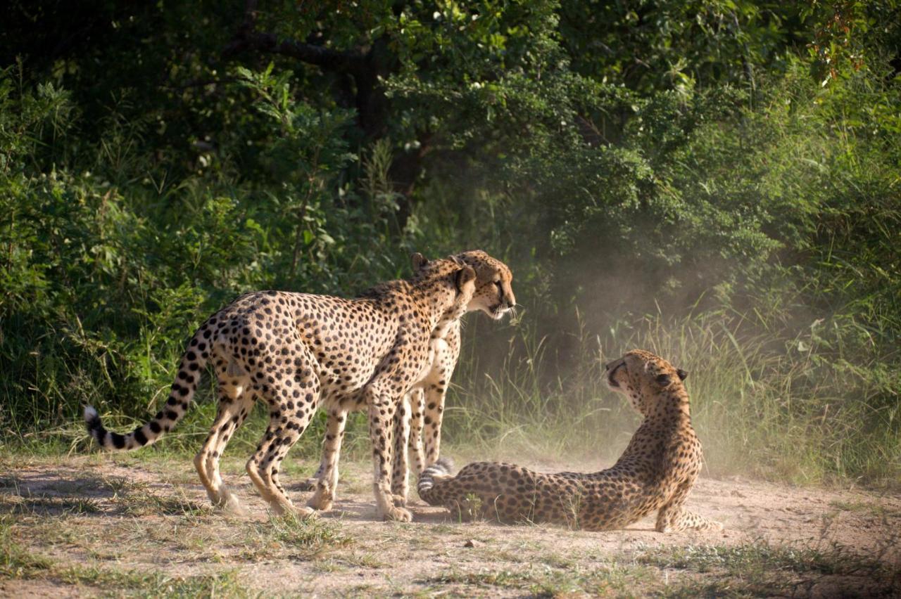 Karongwe Portfolio - Kuname Lodge Karongwe Game Reserve Εξωτερικό φωτογραφία