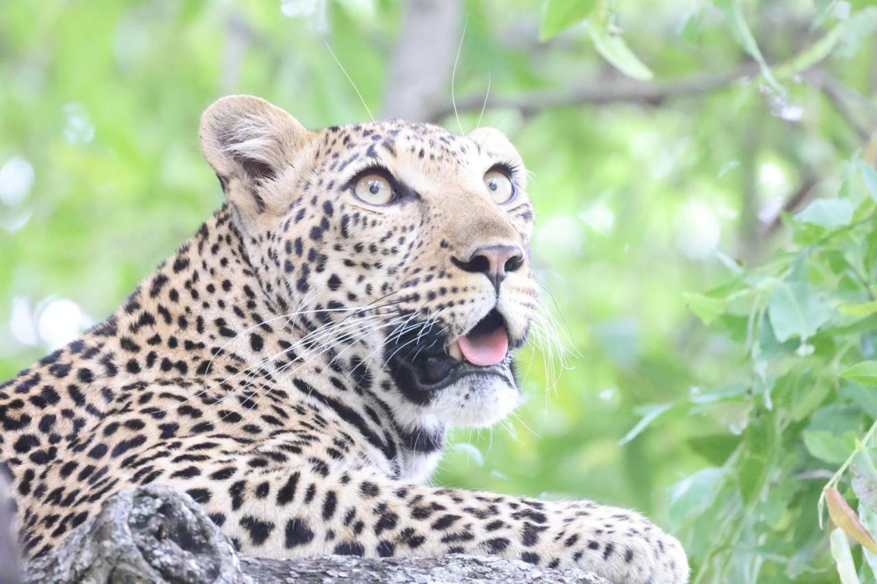 Karongwe Portfolio - Kuname Lodge Karongwe Game Reserve Εξωτερικό φωτογραφία