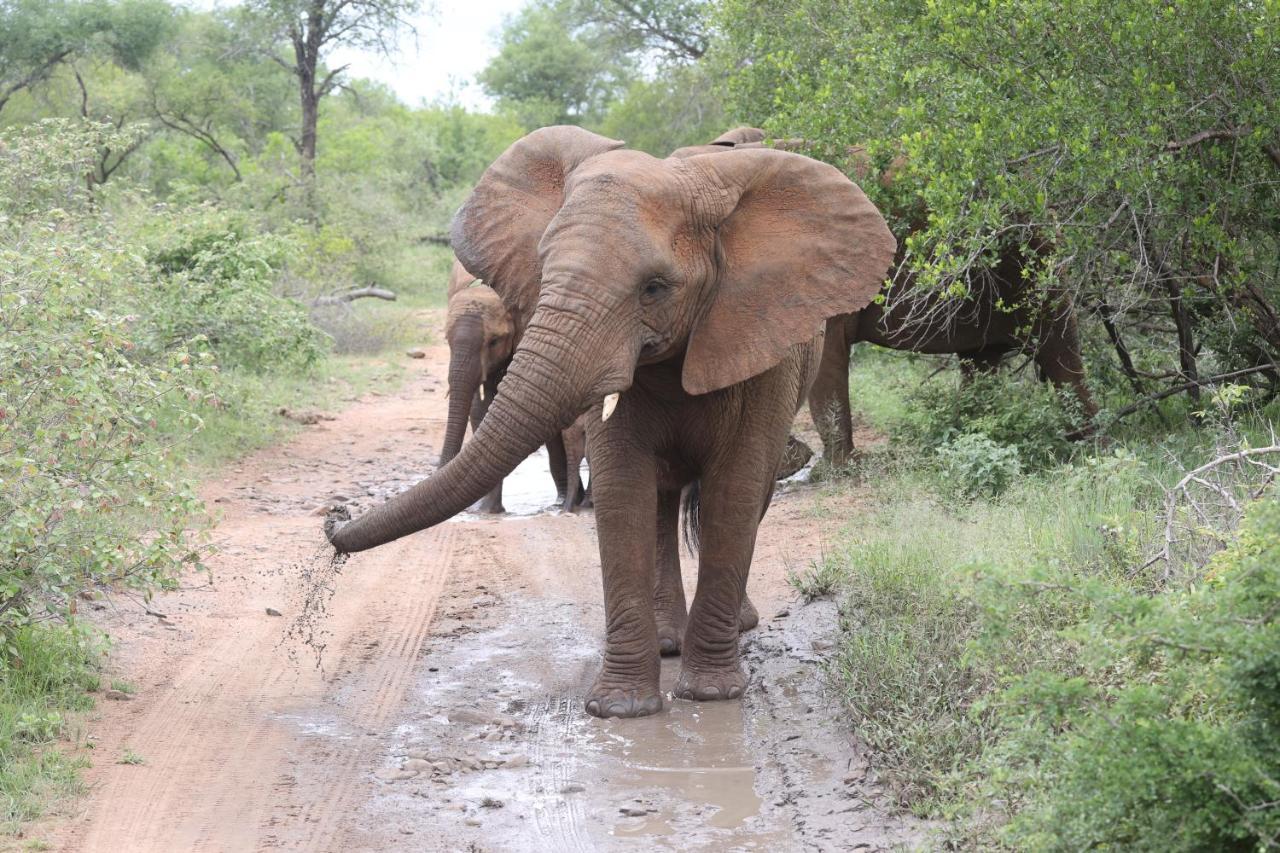 Karongwe Portfolio - Kuname Lodge Karongwe Game Reserve Εξωτερικό φωτογραφία