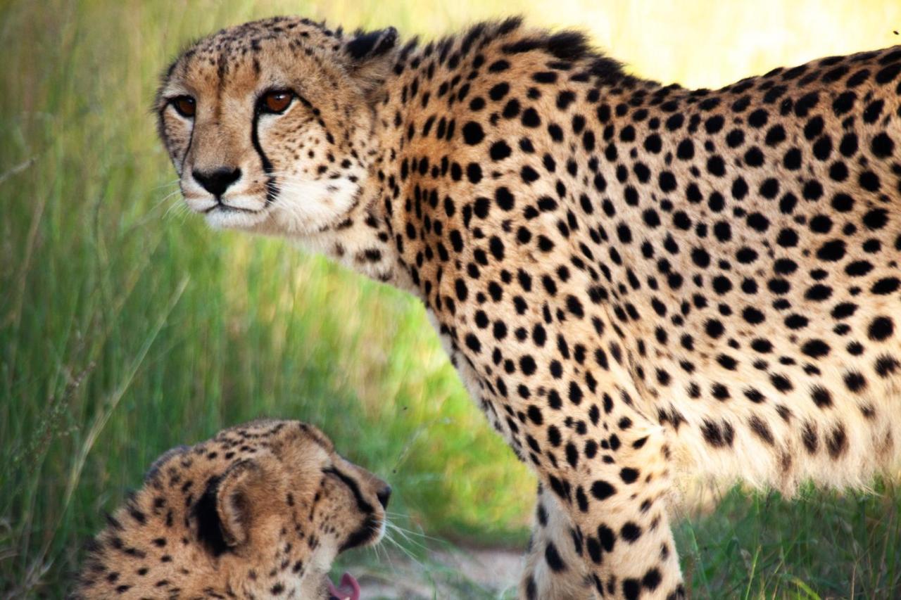 Karongwe Portfolio - Kuname Lodge Karongwe Game Reserve Εξωτερικό φωτογραφία