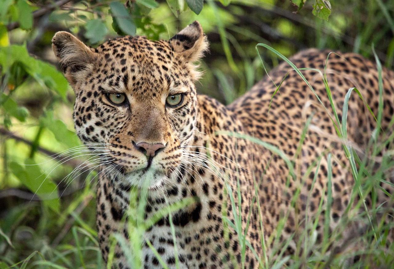 Karongwe Portfolio - Kuname Lodge Karongwe Game Reserve Εξωτερικό φωτογραφία