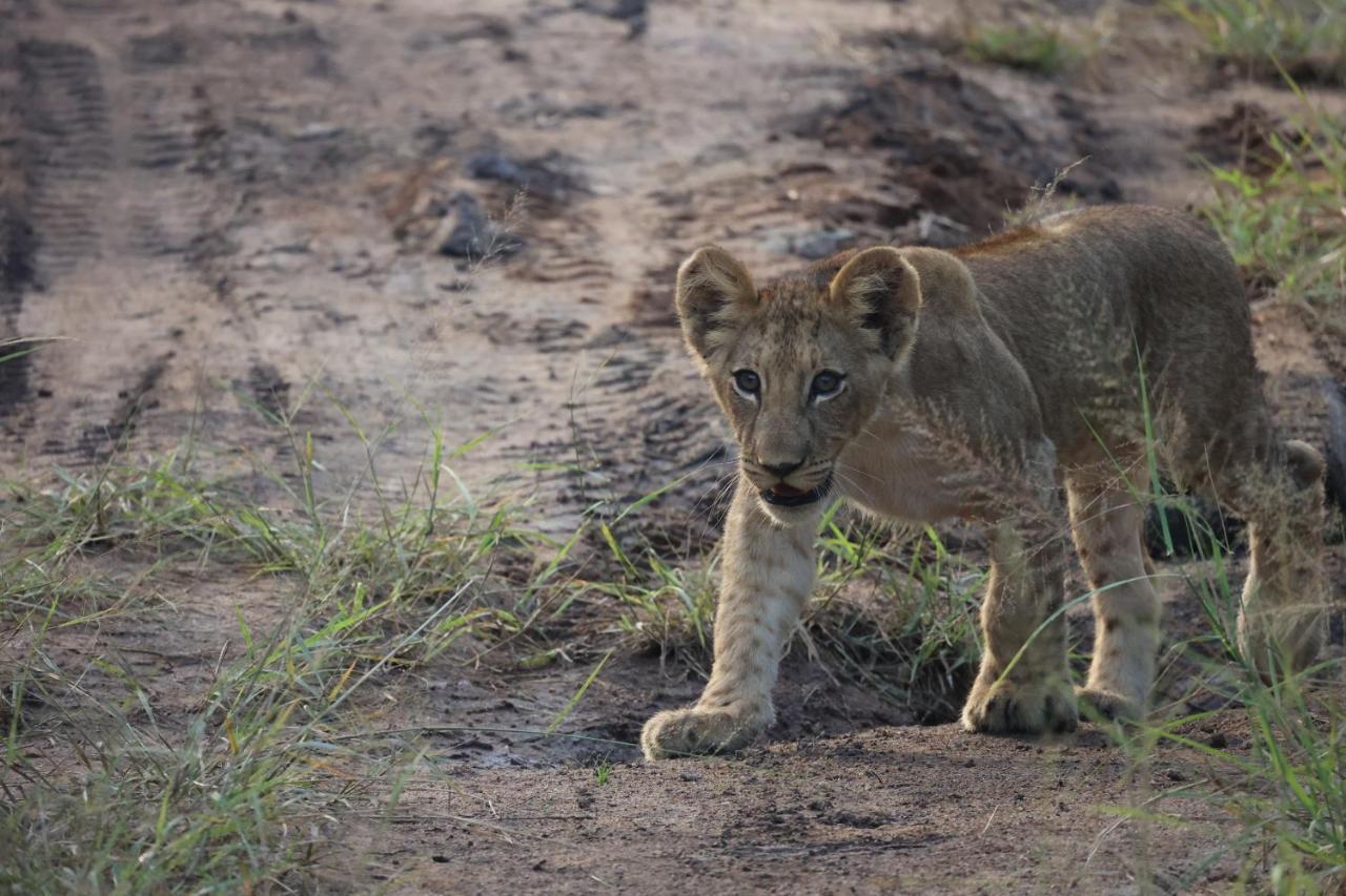 Karongwe Portfolio - Kuname Lodge Karongwe Game Reserve Εξωτερικό φωτογραφία