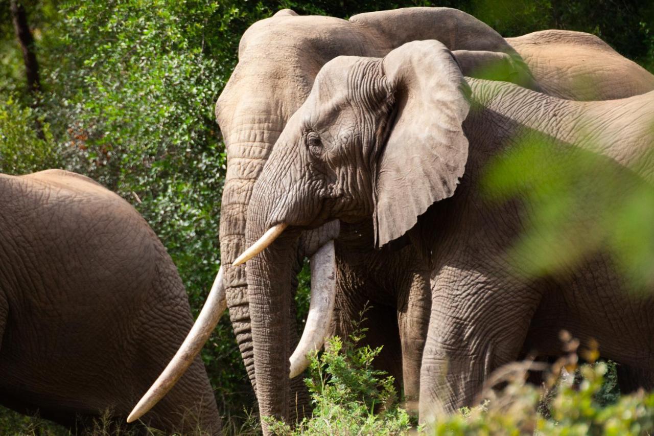 Karongwe Portfolio - Kuname Lodge Karongwe Game Reserve Εξωτερικό φωτογραφία