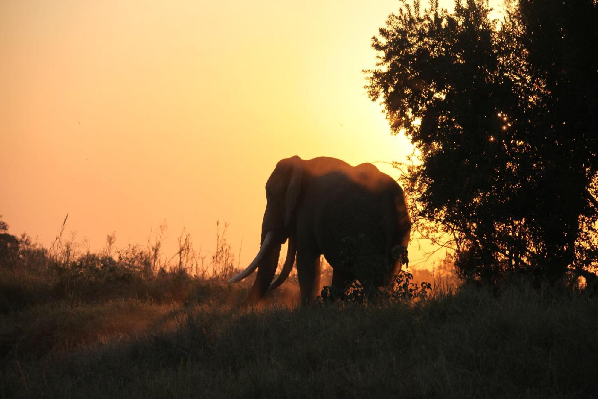 Karongwe Portfolio - Kuname Lodge Karongwe Game Reserve Εξωτερικό φωτογραφία