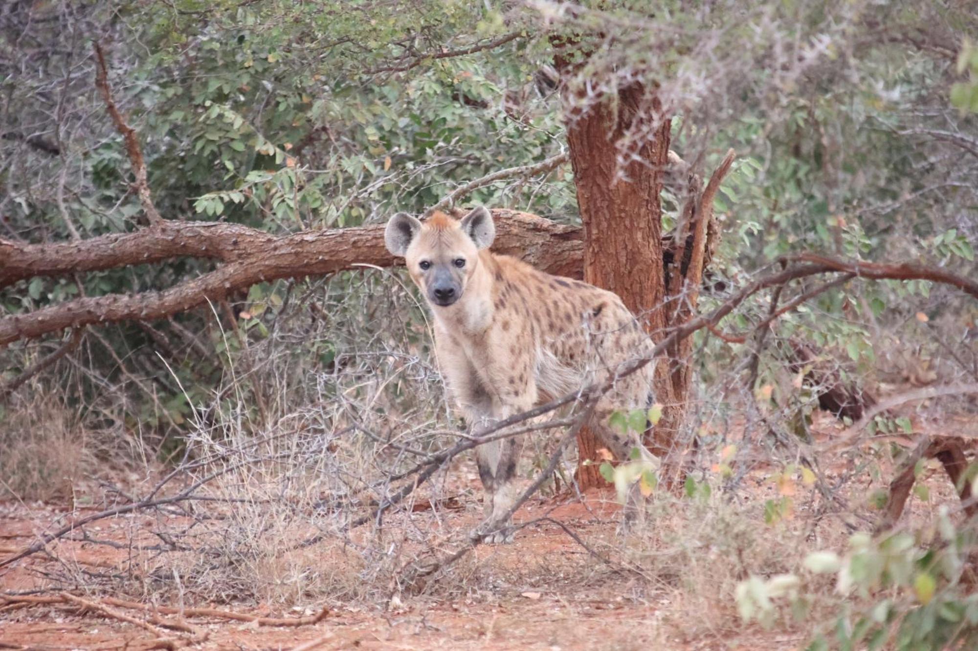 Karongwe Portfolio - Kuname Lodge Karongwe Game Reserve Εξωτερικό φωτογραφία